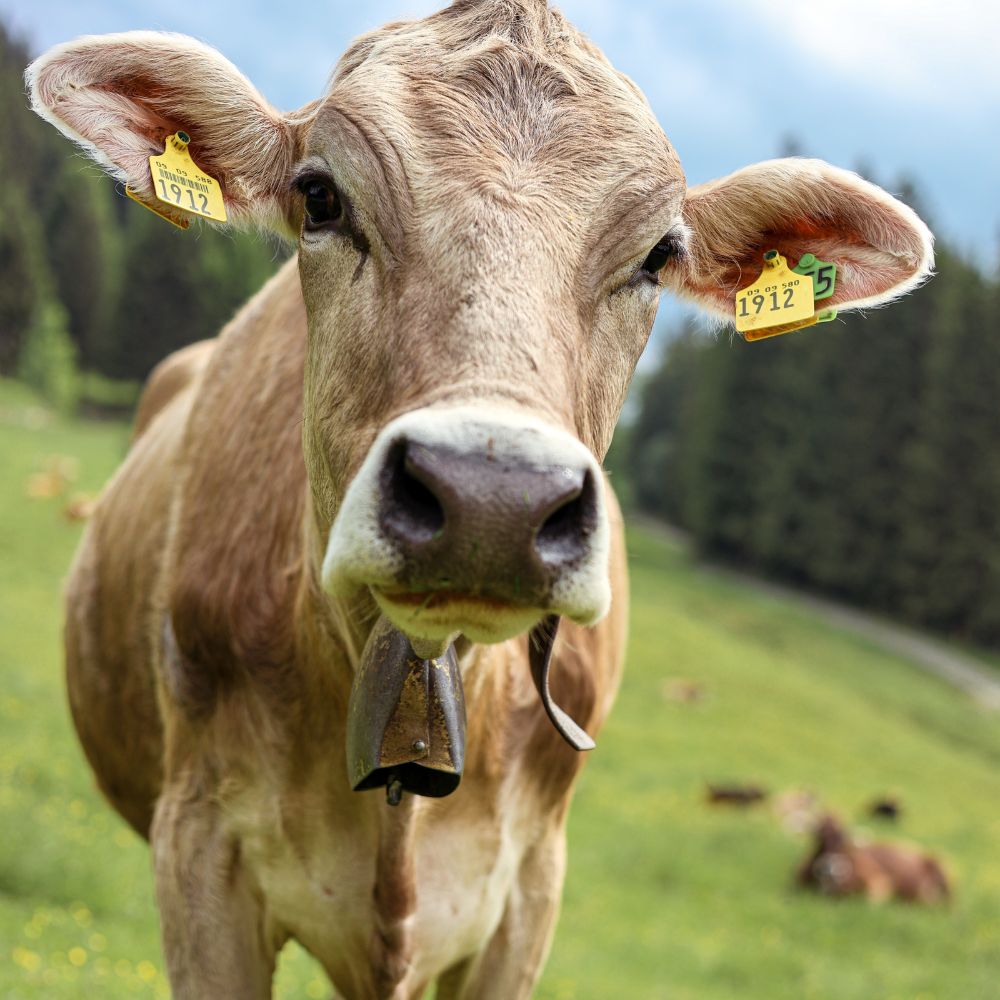 Allgäu Sehenswürdigkeiten